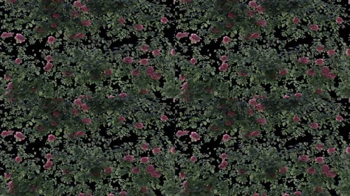 透明通道 蔷薇墙