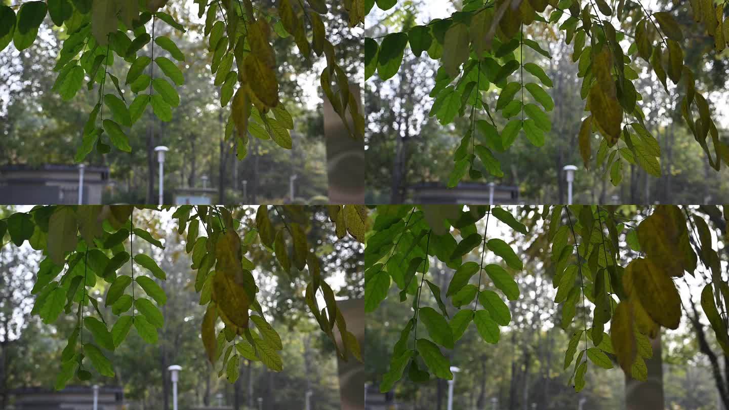 空镜头花草树木