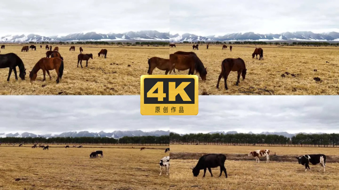 雪山下的牧场  秋天牧场的牛马