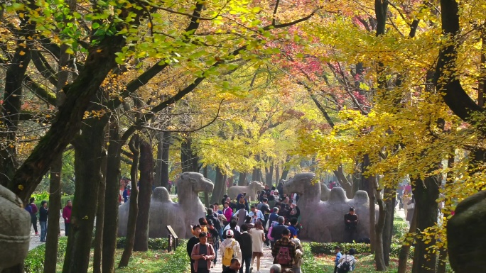 南京秋天航拍，景点 塔 树 湖 紫金山