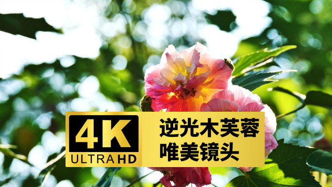 【升格】逆光木芙蓉