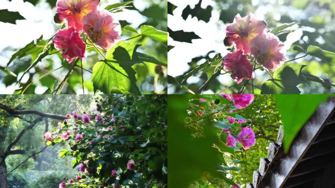 【升格】逆光木芙蓉