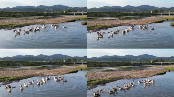 乡村河流  美丽乡村