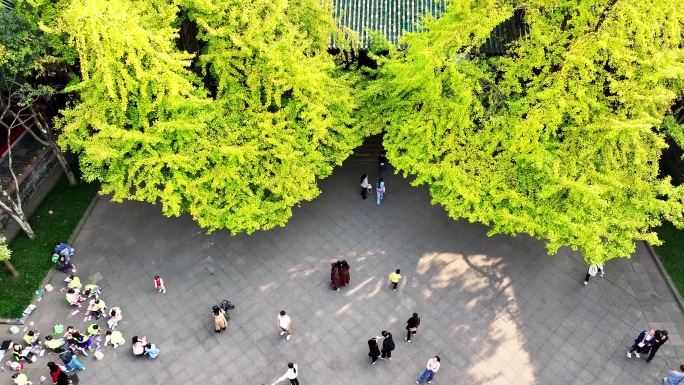 成都崇州罨化池航拍地拍秋景银杏延时