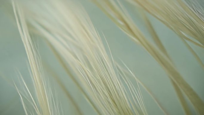 植物 纤维纤维三维