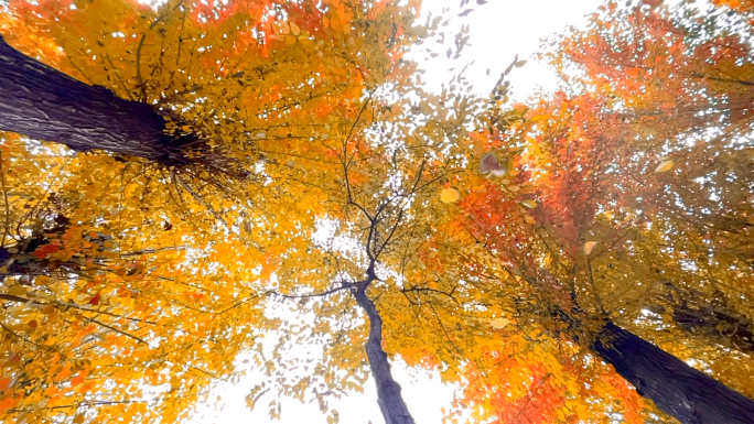 秋天秋景落叶秋色