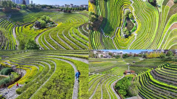 贵州毕节大方县奢香古镇花海梯田