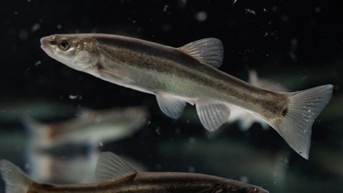 河鱼 小河鱼 冷水鱼 东北原生鱼