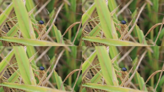 雨后金灿灿熟透的稻子蝽虫