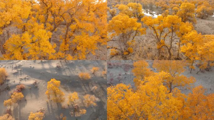 胡杨林 新疆 塔里木 塔克拉玛干沙漠