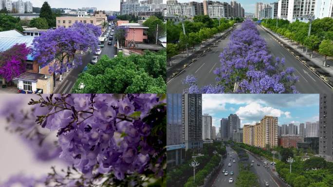 昆明蓝花楹季