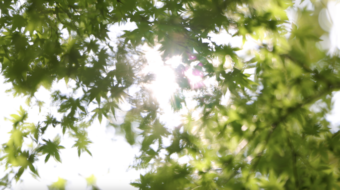 清晨唯美逆光梧桐叶