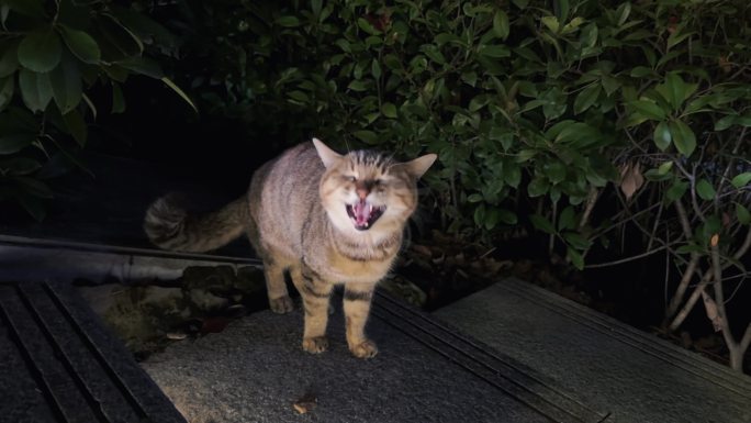 夜晚的野猫