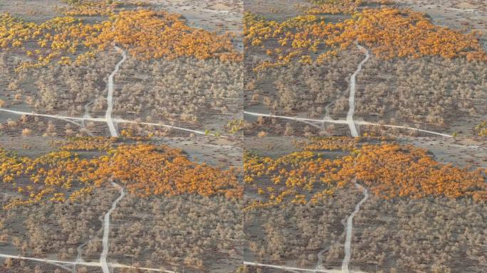 新疆南疆巴州沙雅139秘境公路胡杨林航拍