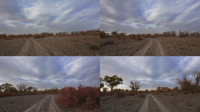 新疆南疆巴州沙雅139秘境胡杨林汽车行驶