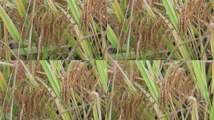 雨后金灿灿熟透的稻子