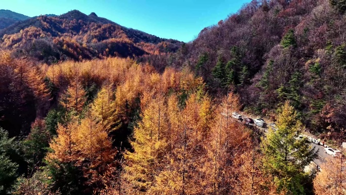 航拍陕西秦岭分水岭针叶林秋景16