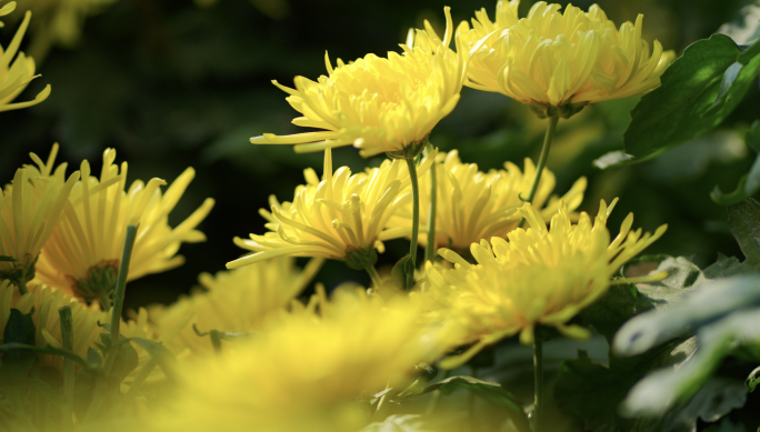 乡村振兴菊花茶采摘制作镜头合集