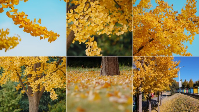 4K 50P 秋天银杏树叶慢动作