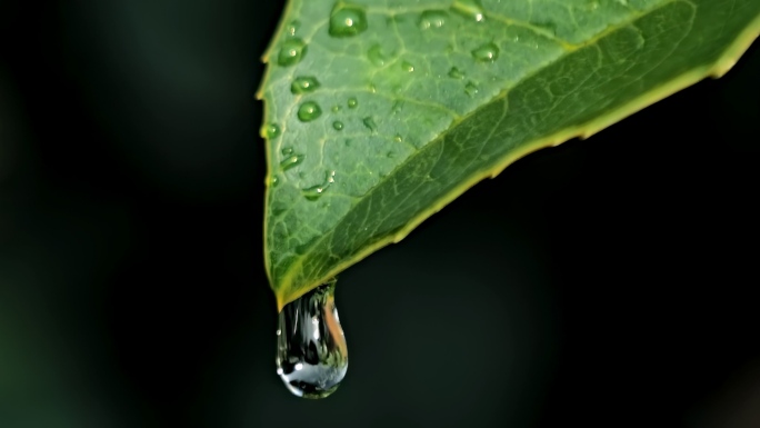 【4K】大自然雨水滴落到叶子上