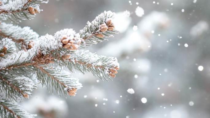 大雪纷飞/唯美雪景/雾凇梅花森林