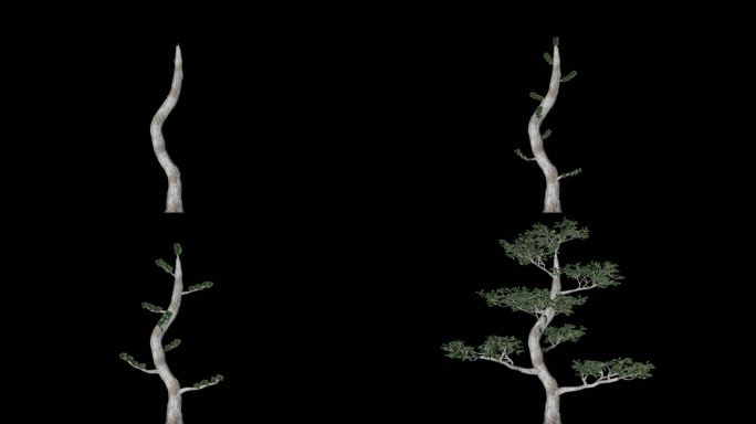 树木生长4K带通道