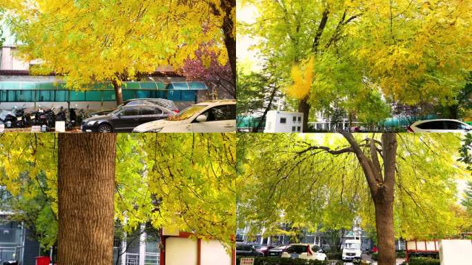 4k秋日落叶纷飞