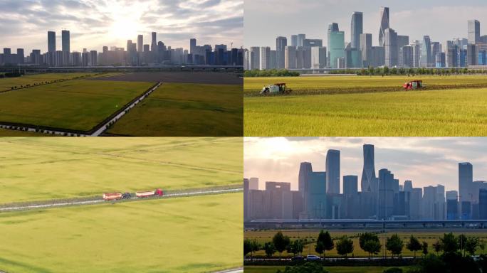 杭州市秋季金黄色稻田高铁4k素材