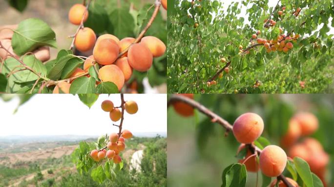 杏子果树采摘园