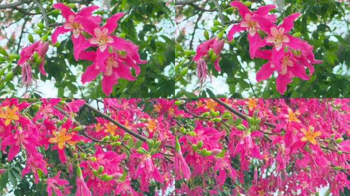 美丽异木棉 粉红色异木棉花