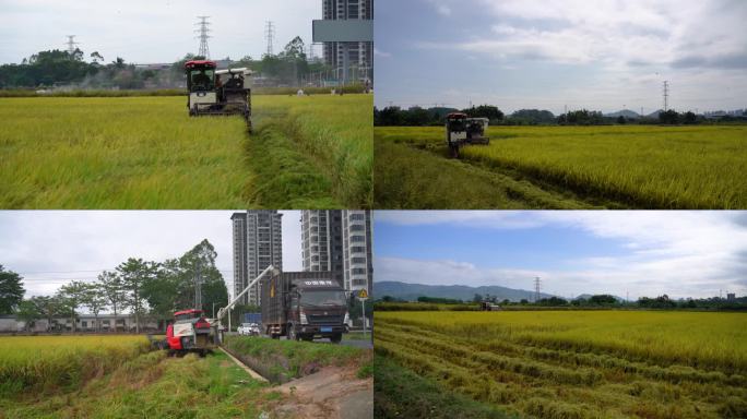 秋天收割机在田里收割水稻的景色