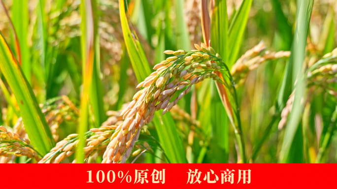 4k农田水稻稻穗10