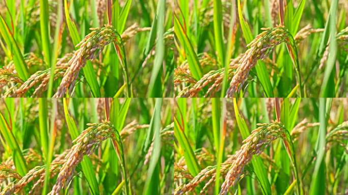 4k农田水稻稻穗10