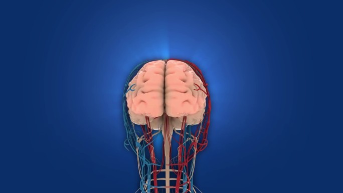 4K大脑血管链接神经三维人体大脑