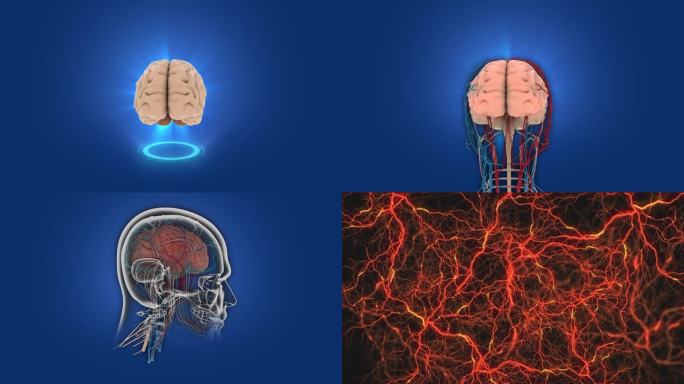4K大脑血管链接神经三维人体大脑