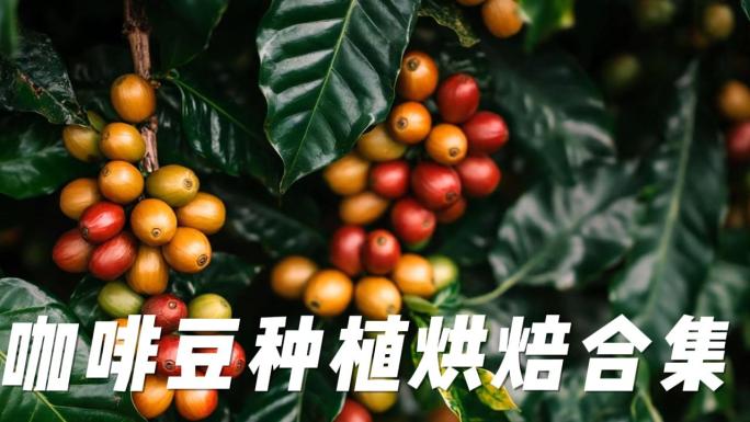 咖啡 咖啡豆 咖啡树