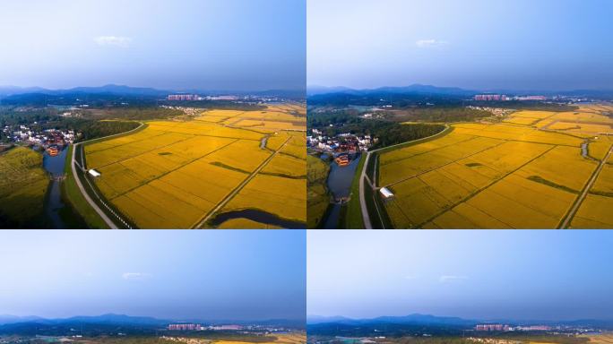 金色稻海：南京溧水笪村航拍延时
