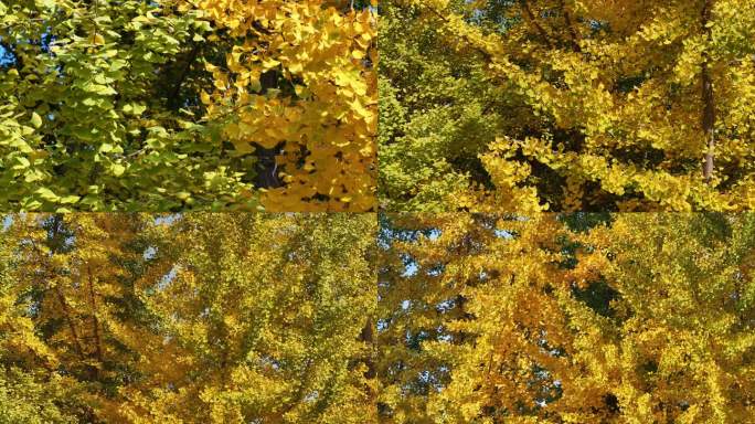 金秋十月银杏树叶