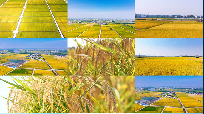 4k美丽乡村稻田秋收