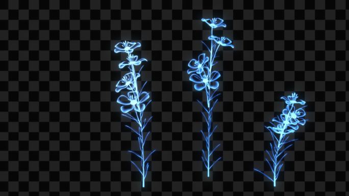 蓝色发光植物生长开花-带透明通道