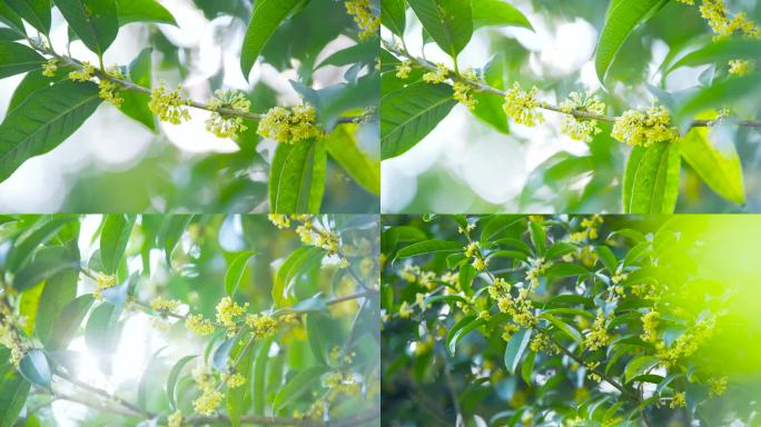 桂花树唯美逆光空境