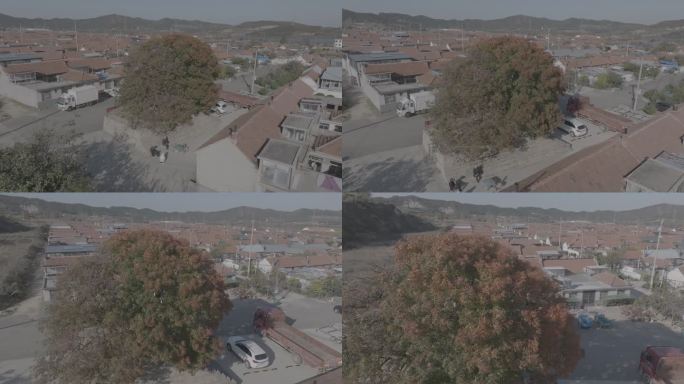 航拍威海经区崮山镇南虎口村黄连木夫妻树