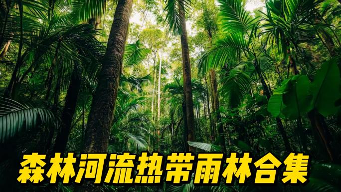 原始森林热带雨林合集