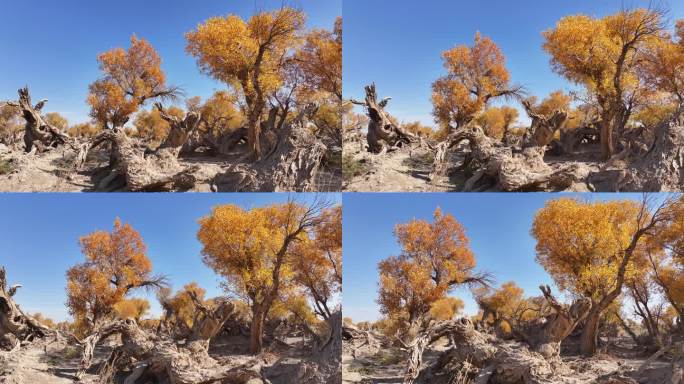 中国新疆哈密伊吾胡杨林生态园景区