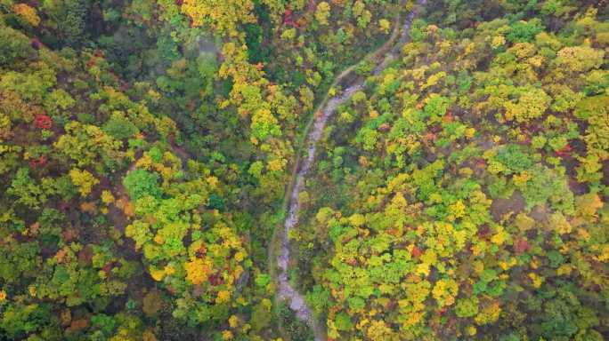 航拍秋季秦岭五彩森林和乡村公路