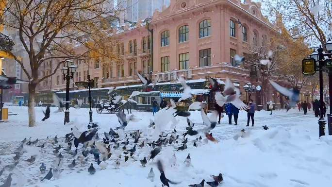 4K 下雪的哈尔滨慢镜头中央大街鸽子飞翔