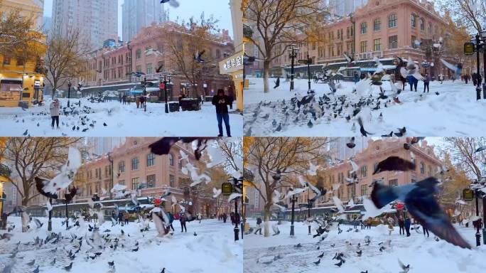 4K 下雪的哈尔滨慢镜头中央大街鸽子飞翔