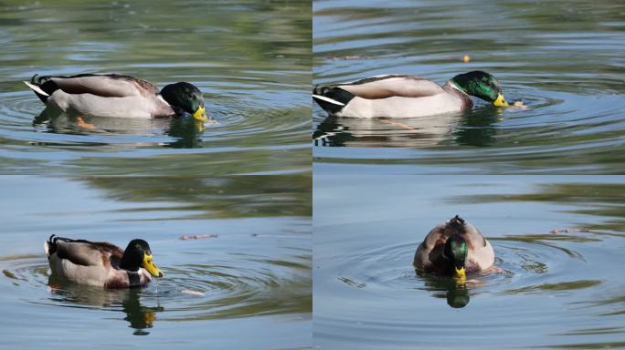 秋日暖阳下北海公园的绿头鸭