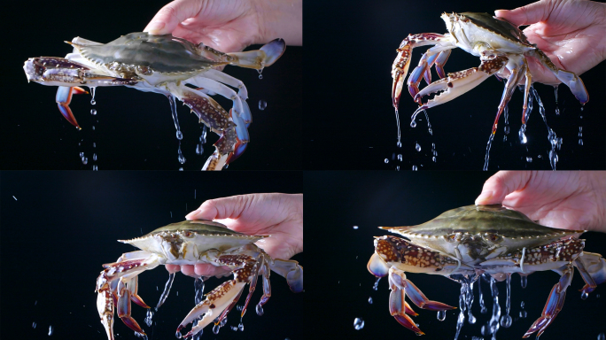 鲜活梭子蟹新鲜梭子蟹从水里拿出