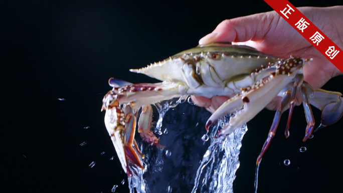 鲜活梭子蟹新鲜梭子蟹从水里拿出